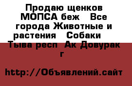 Продаю щенков МОПСА беж - Все города Животные и растения » Собаки   . Тыва респ.,Ак-Довурак г.